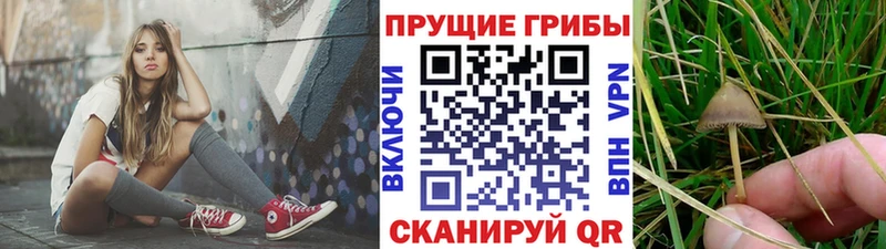 Галлюциногенные грибы Magic Shrooms  Купить где  Шадринск